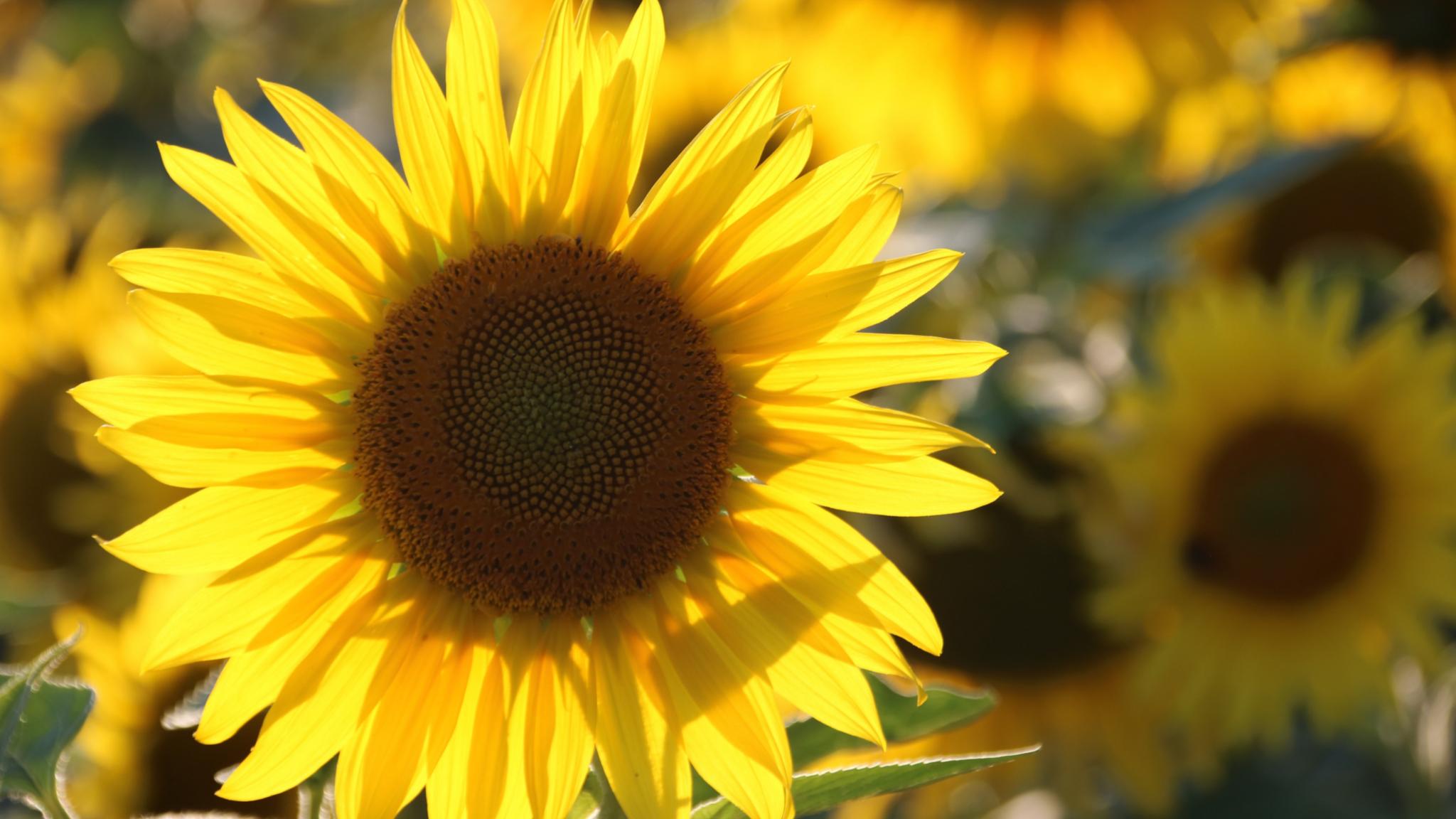 Sonnenblumenfeld