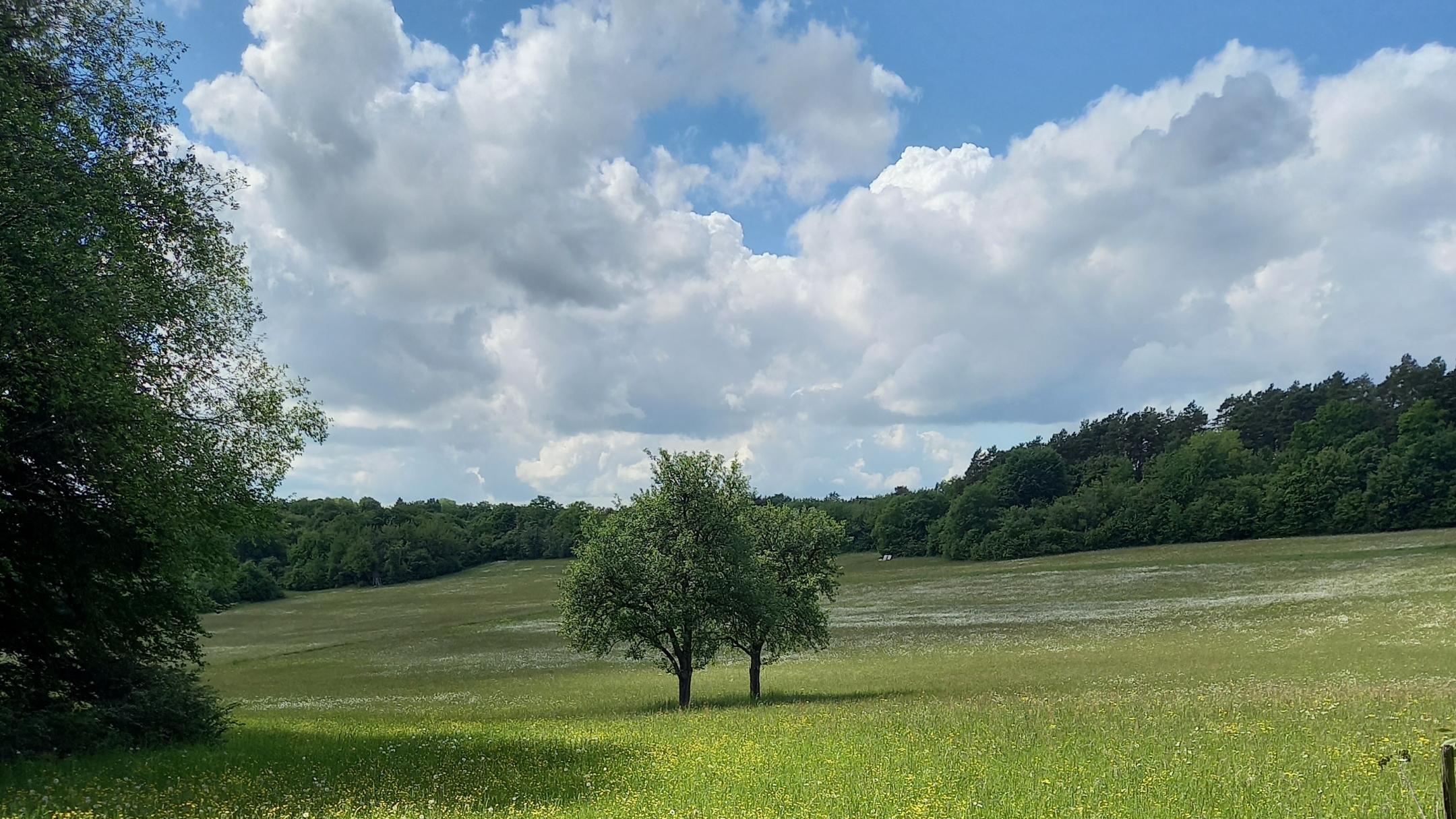 Eine Landschaft mit Wiesen, Bäumen und ein blauer Himmel mit einzelnen Wolken