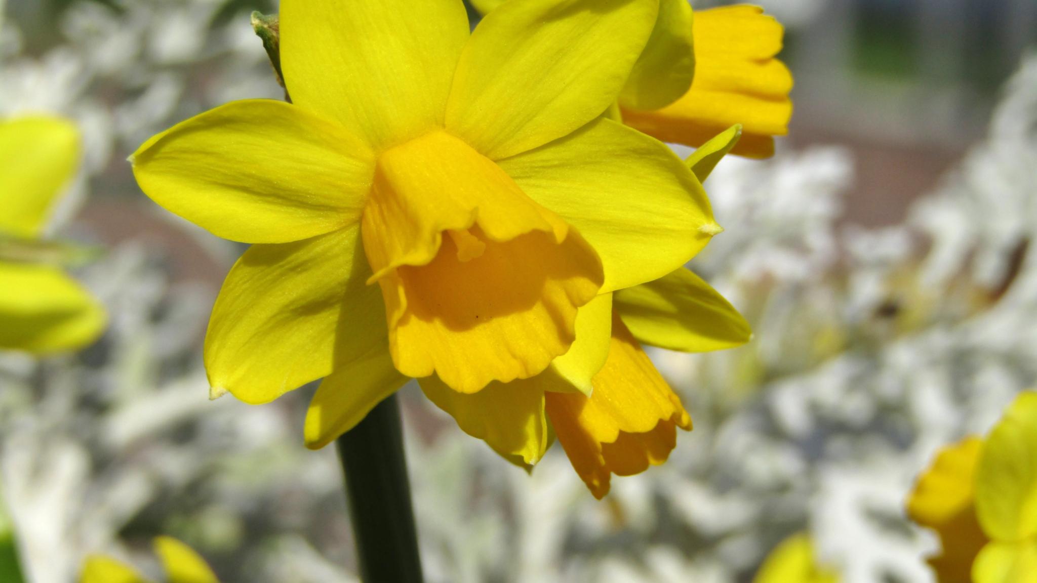 Eine Narzisse mit anderen weißen Blüten im Hintergrund